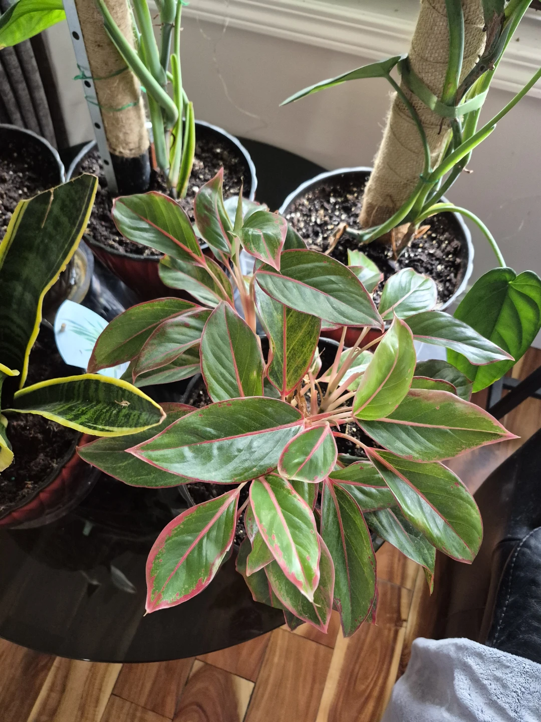 Snake Plant and Pink Aglaonema Plant Bundle - photo 2