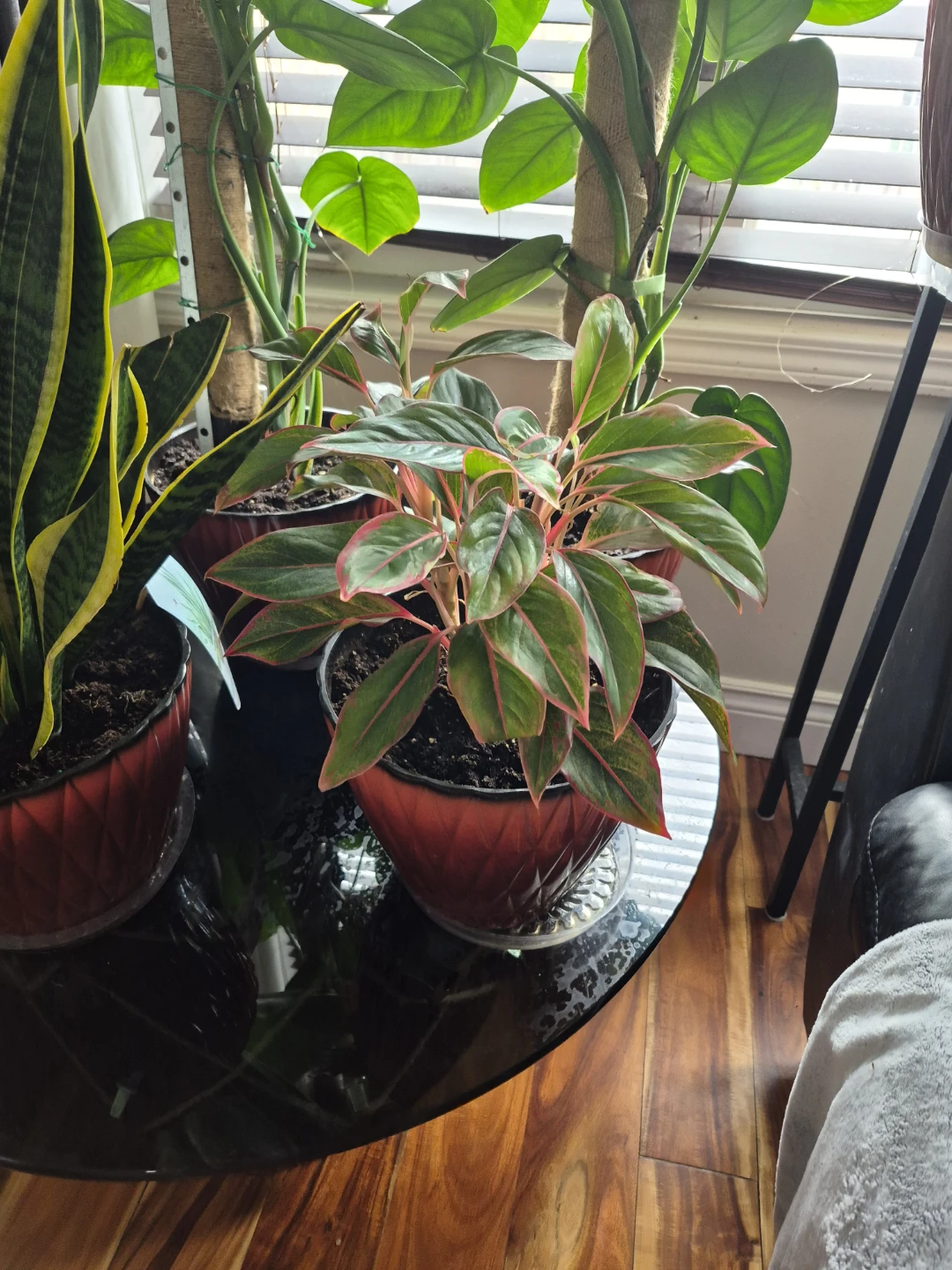 Snake Plant and Pink Aglaonema Plant Bundle - photo 3