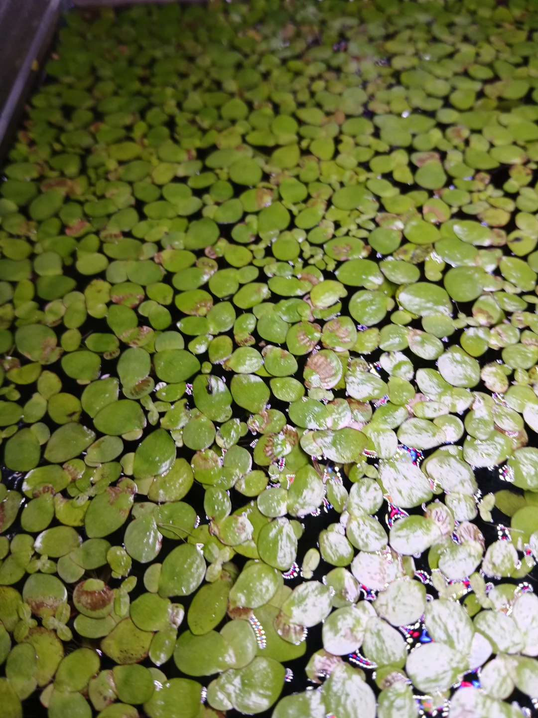 Giant Duckweed Freshwater Aquarium Plants