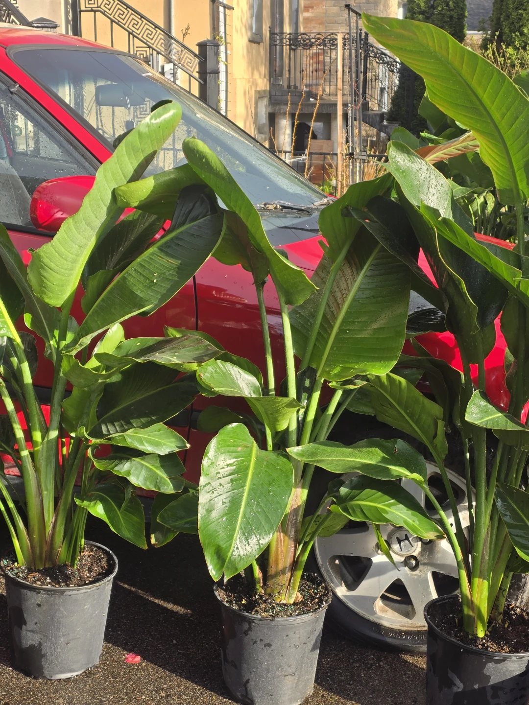 Bird of Paradise Plant multiple plant pot - photo 3