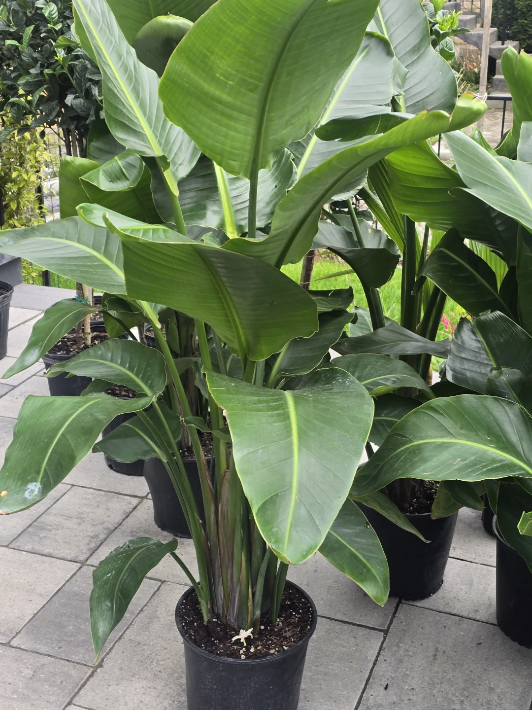 Bird of Paradise Plant multiple plant pot - photo 4