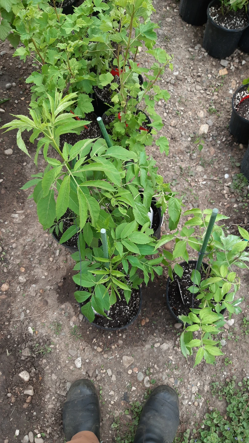 Elderberry Plant