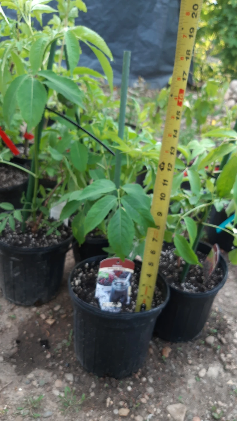 Elderberry Plant - photo 2
