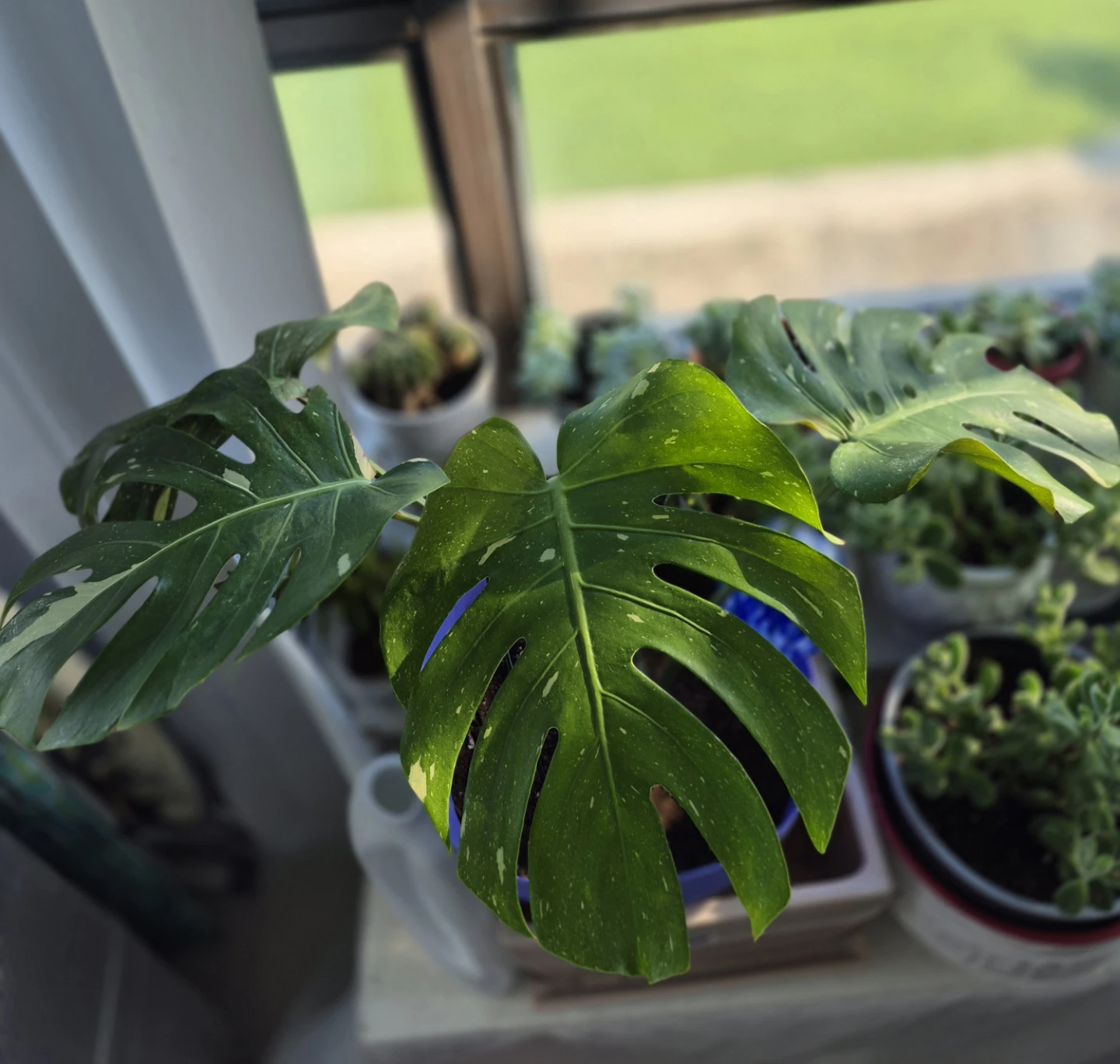 Monstera Albo Borsigiana Plant - photo 2