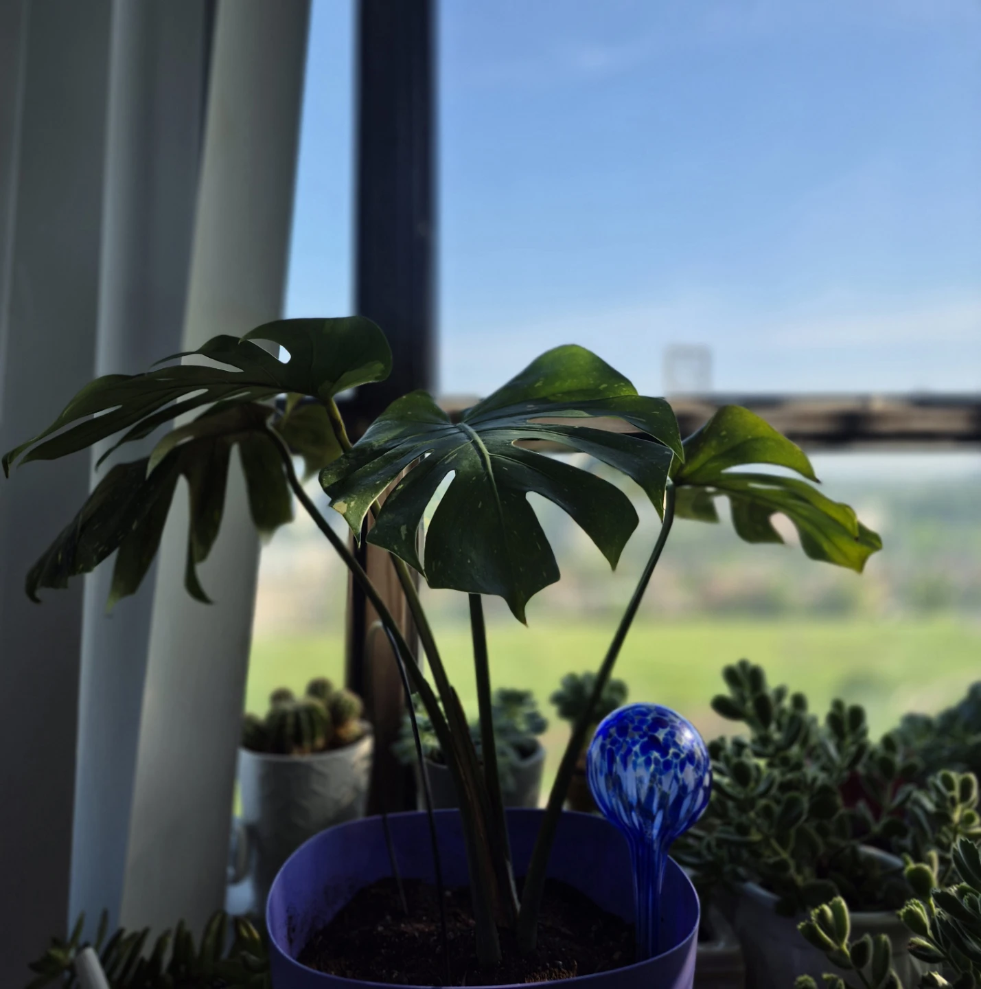 Monstera Albo Borsigiana Plant - photo 3