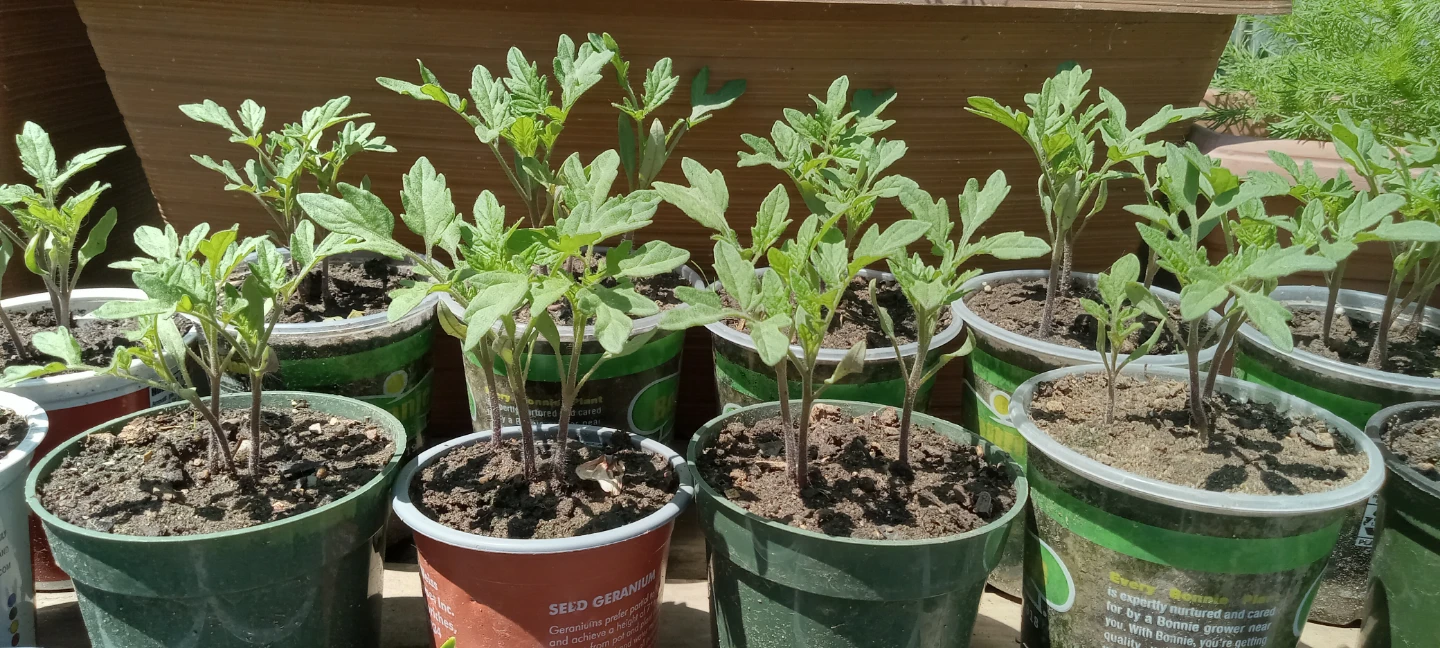 Tomato Seedlings - Ready to Plant/ plantas de tomate - photo 4