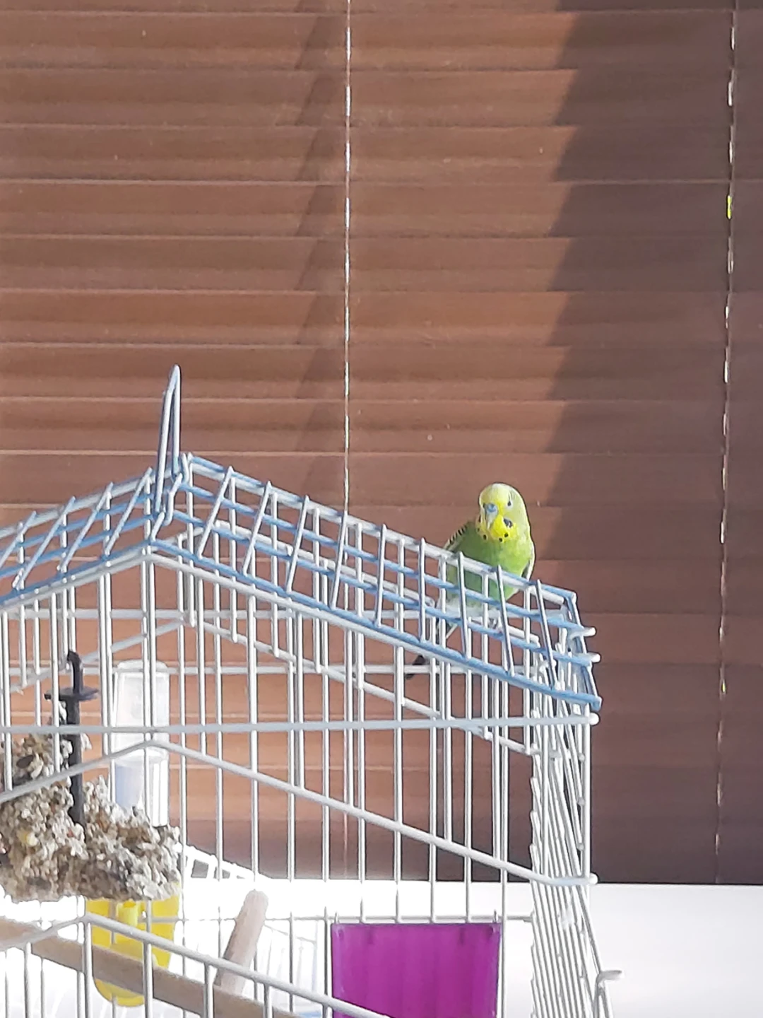 Free Budgie – Looking for a Loving, Permanent Home