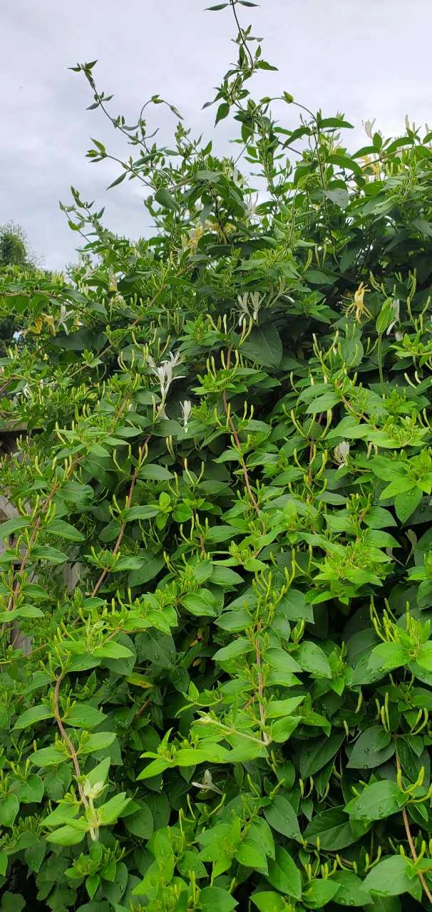 Honeysuckle - photo 2