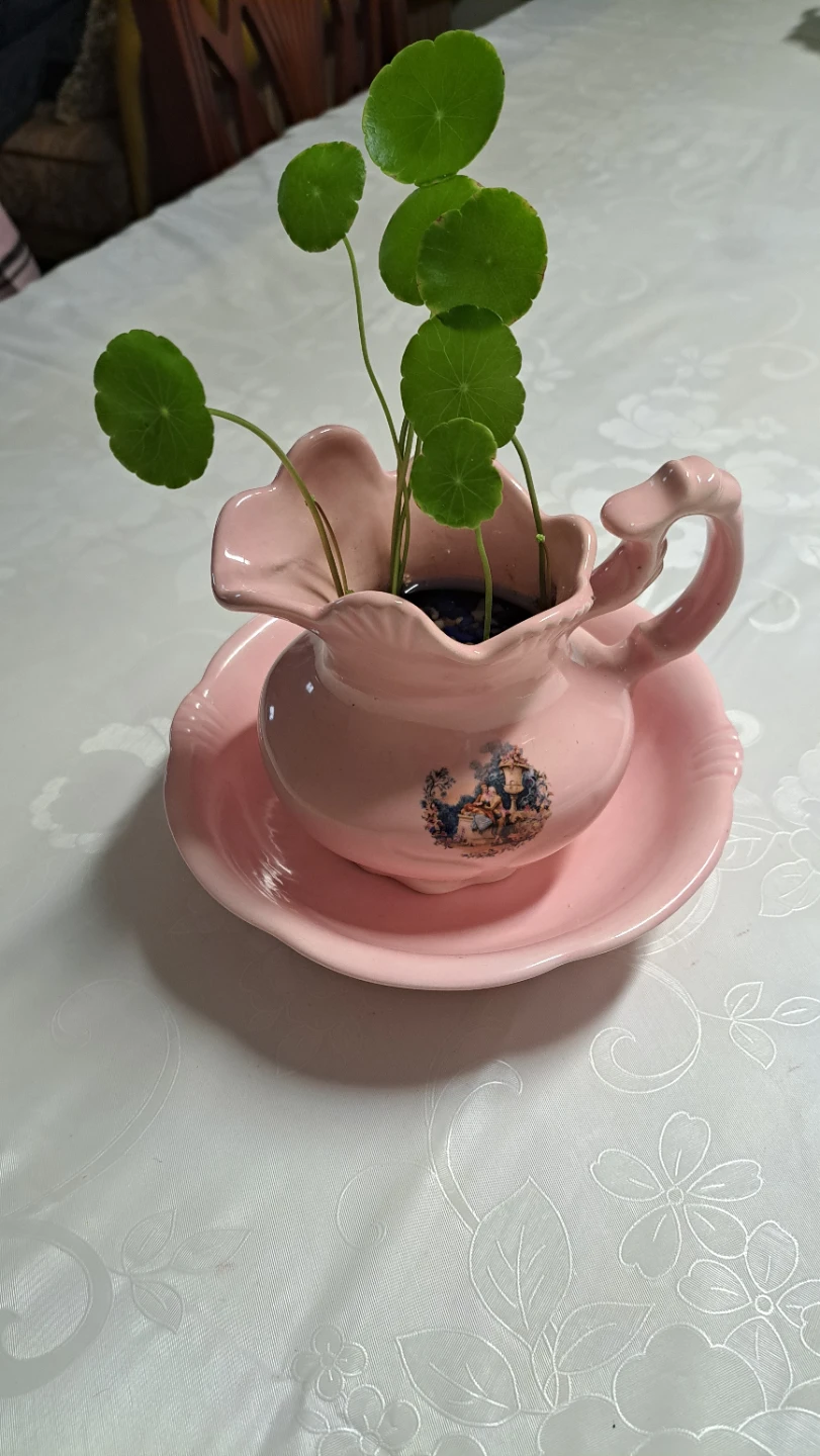 Pink Ceramic Pitcher and Saucer Set with Money plants