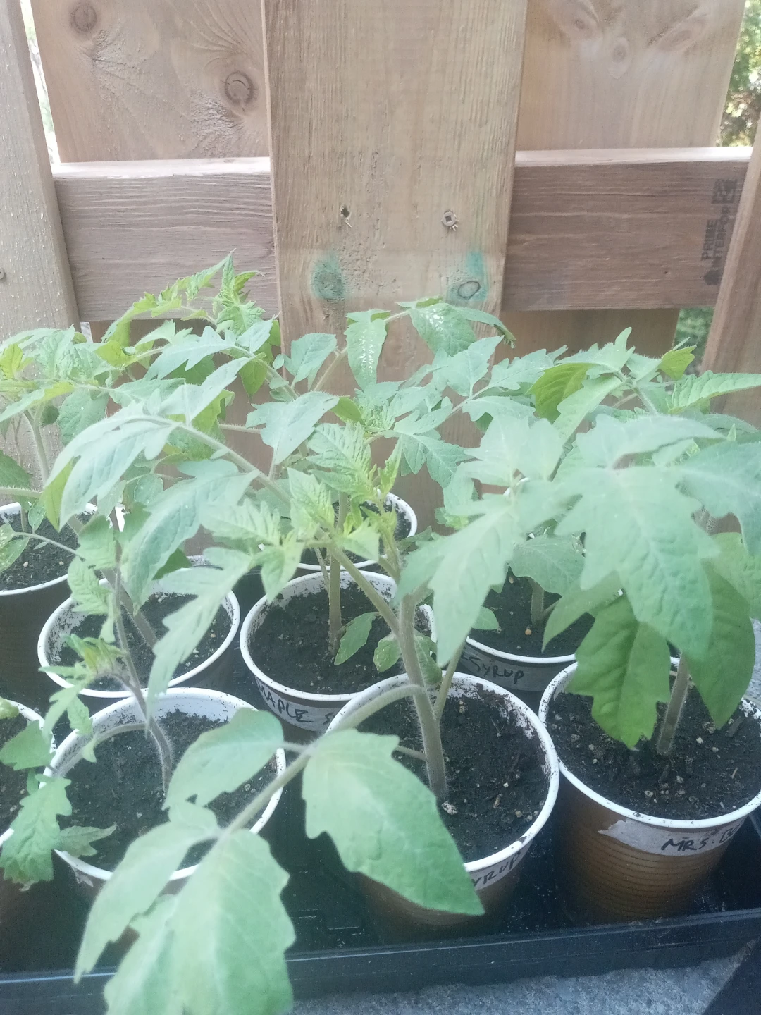 Tomato Seedlings (Various Varieties)