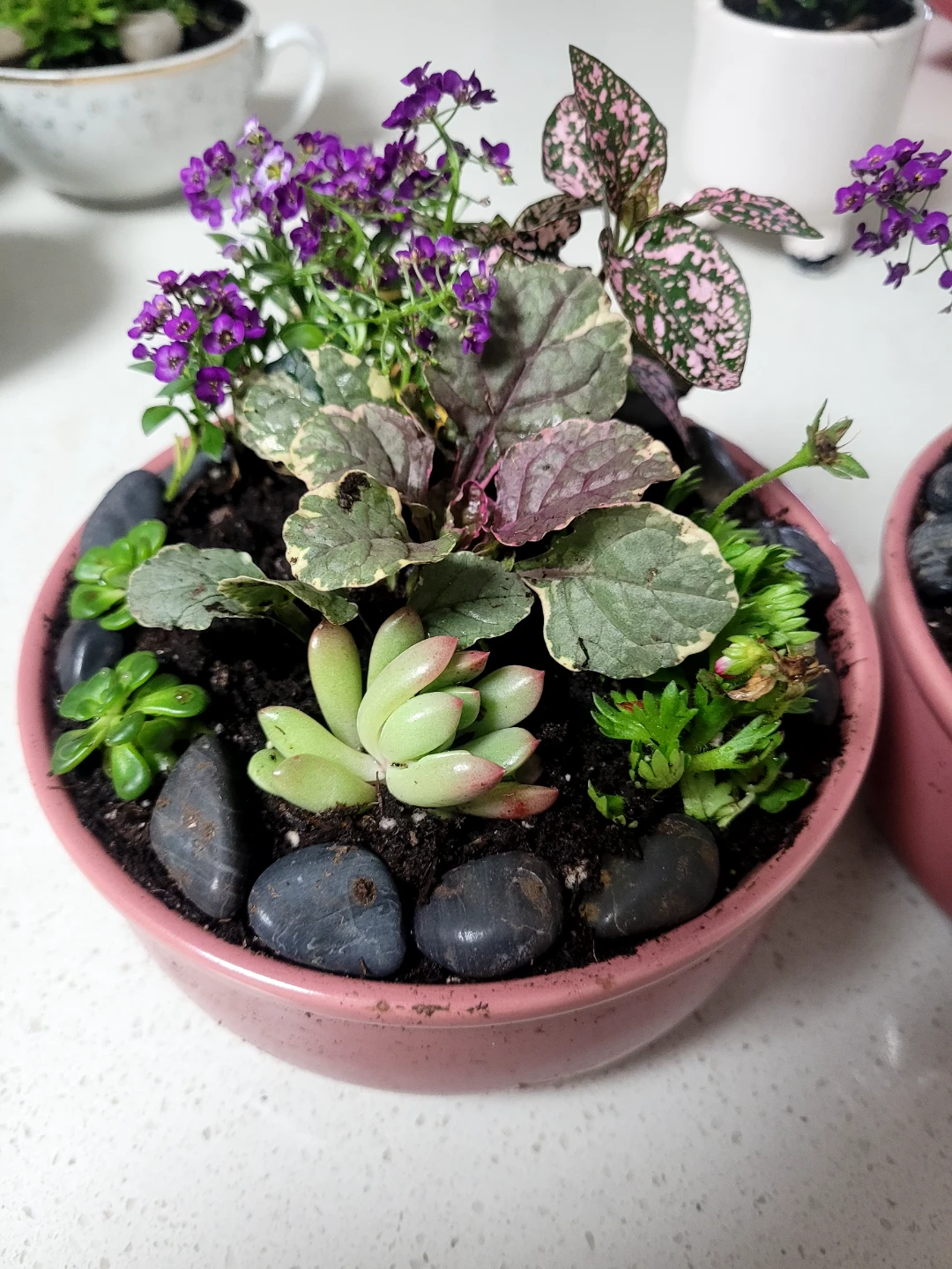 Assorted Succulent and Flowering Plant Terrarium