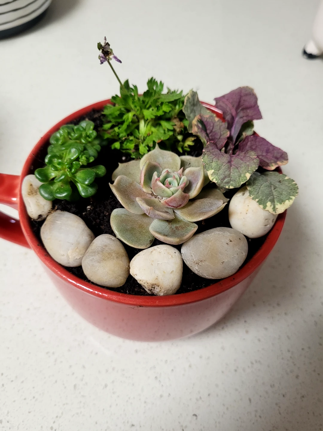 Assorted Succulent and Flowering Plant Terrarium - photo 5