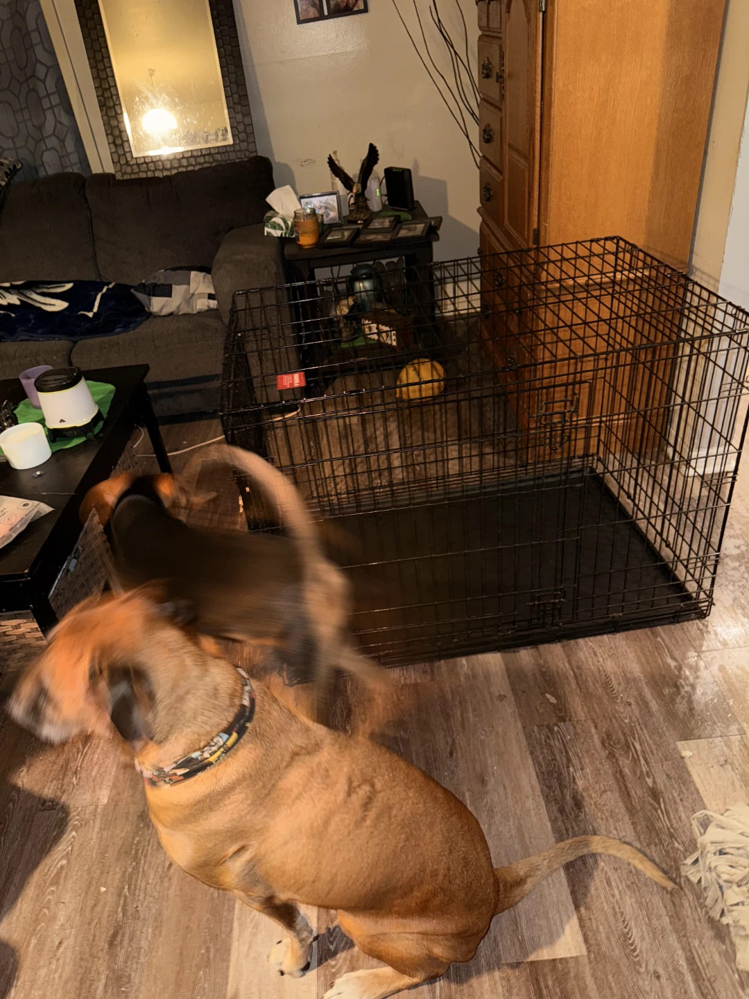 Large Dog Kennel - photo 5