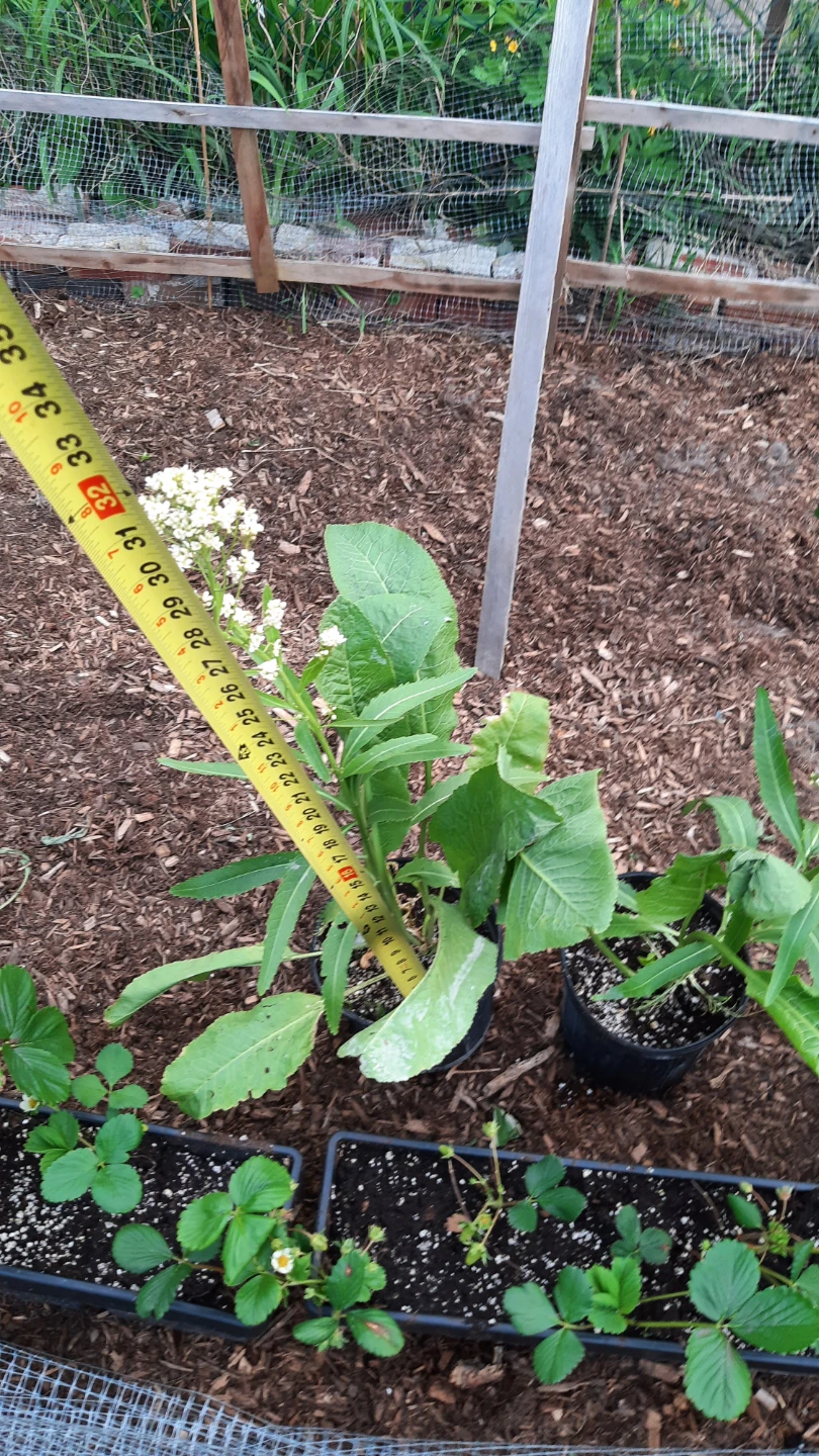 Horse radish plant