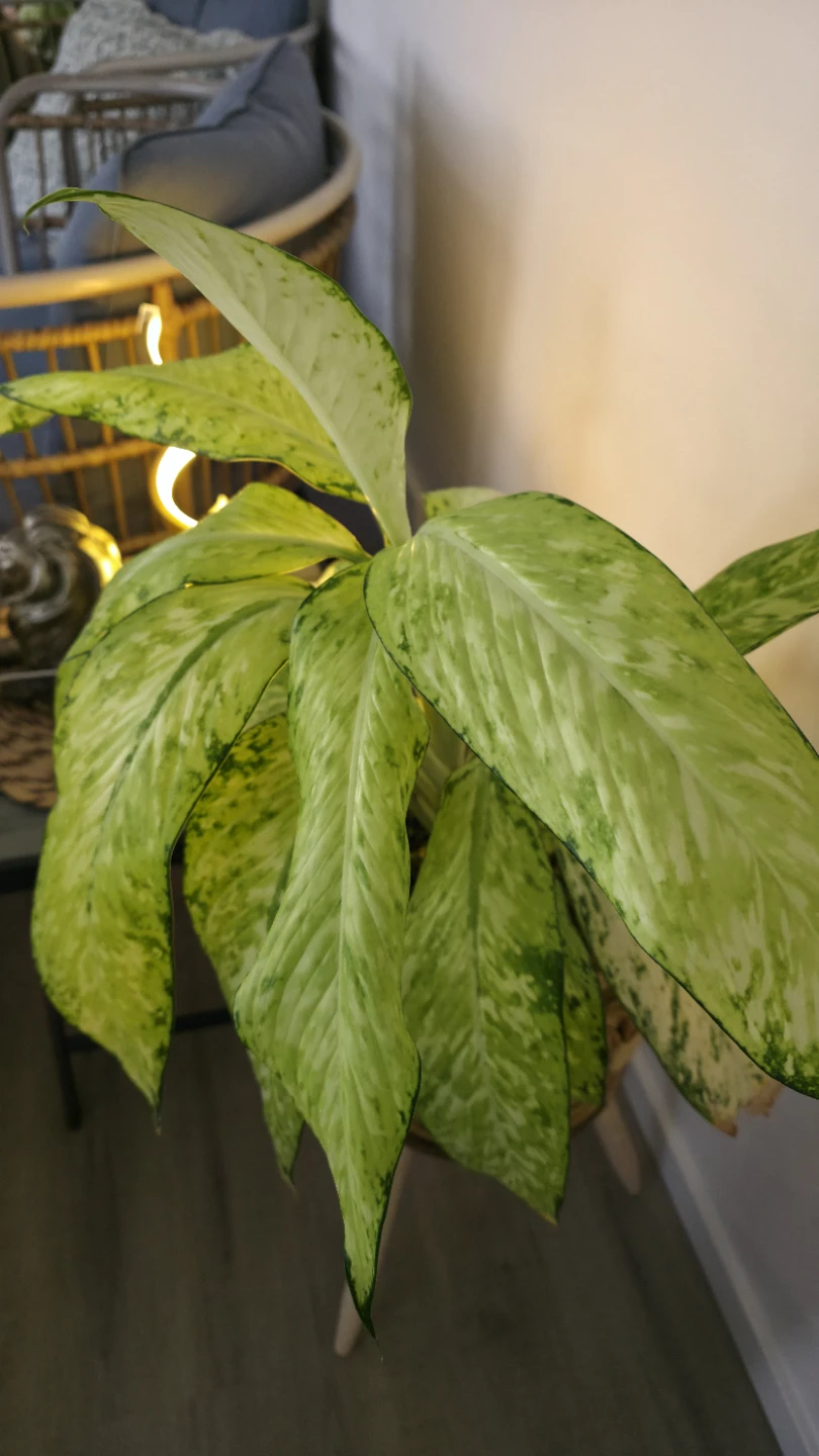 Large Dieffenbachia Plant in Rattan Planter - photo 2