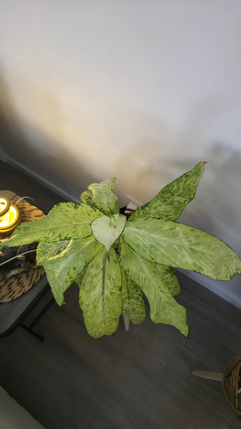 Large Dieffenbachia Plant in Rattan Planter - photo 3