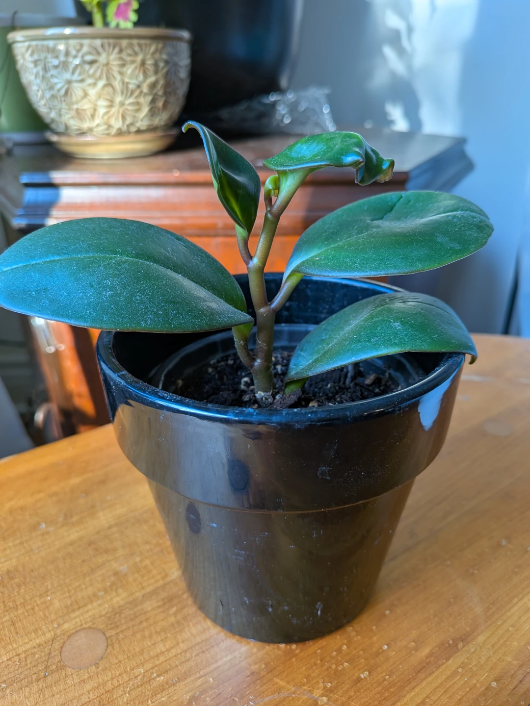 Peperomia Obtusifolia