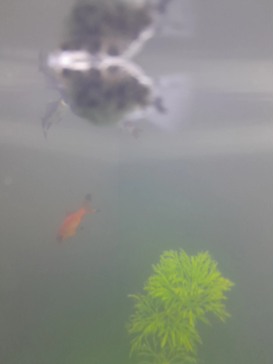 Pregnant Molly Fish - photo 2
