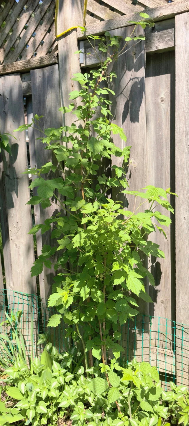 Raspberry plants