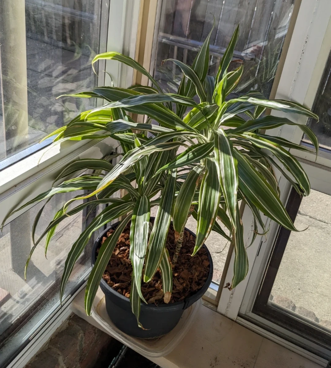 3 healthy rare Dracaena Warneckii Plants in pot - photo 4