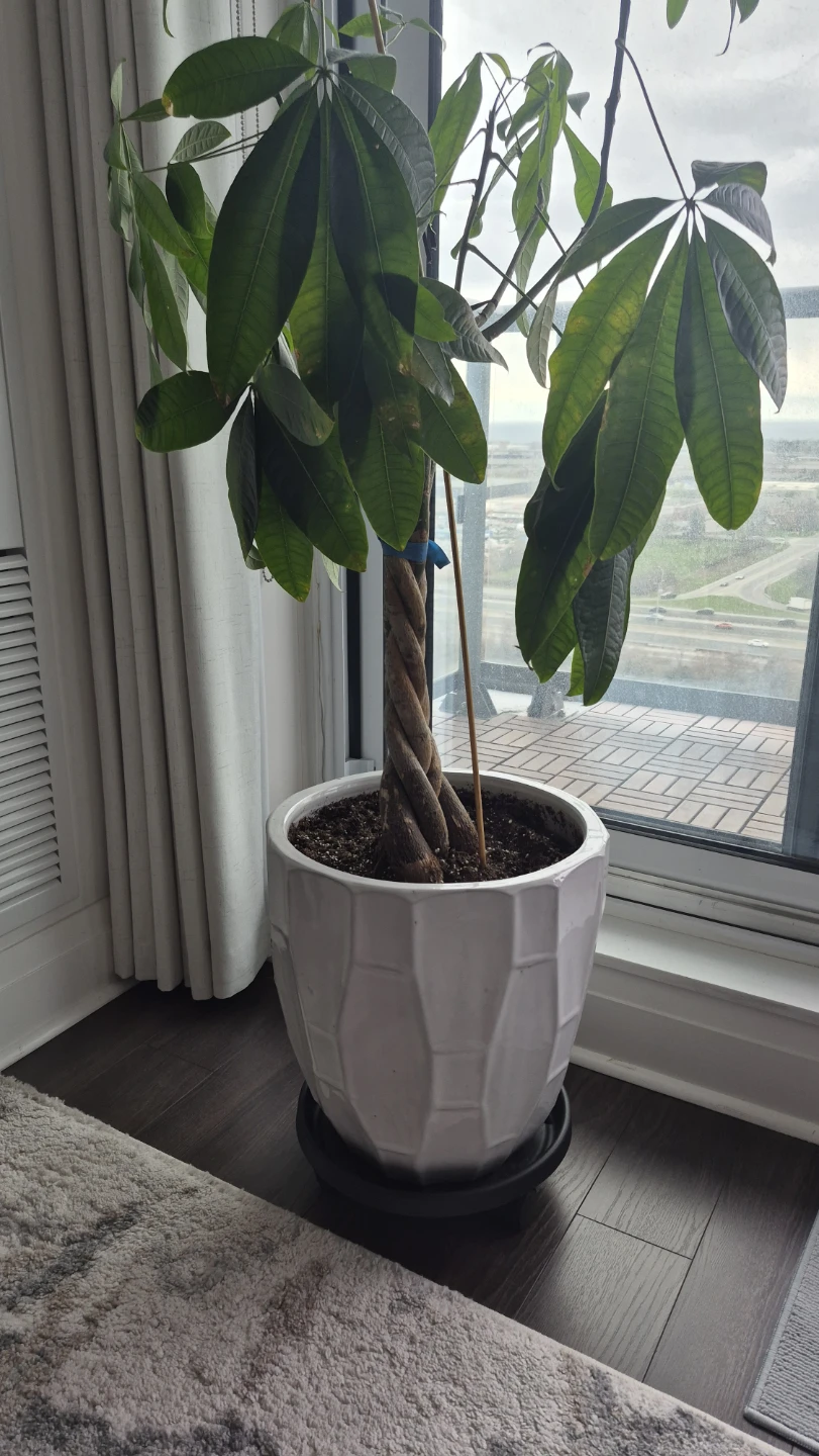Ceramic Pot for Plants and Trees