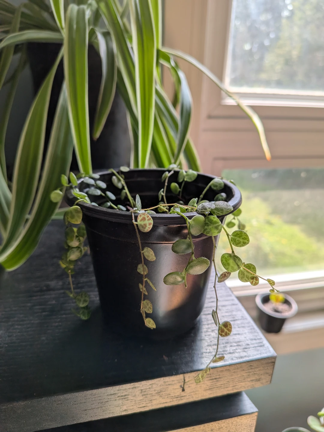String of Turtles - photo 2