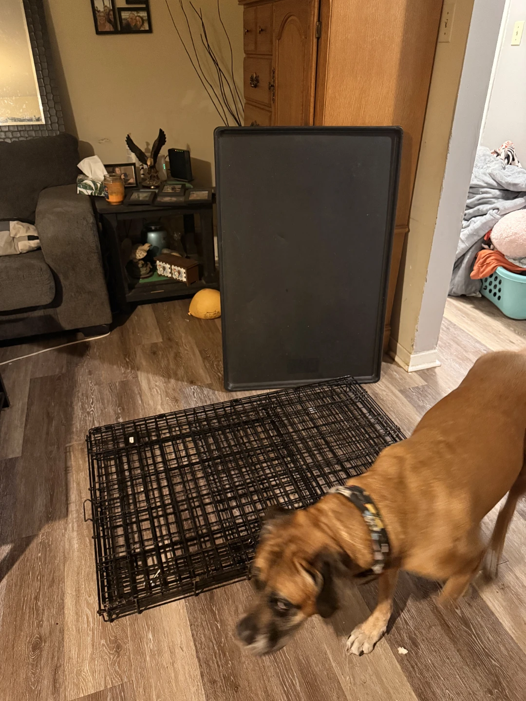 Large Dog Kennel