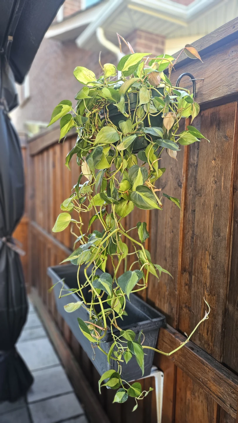 Philodendron Brasil Plant in Hanging Pot
