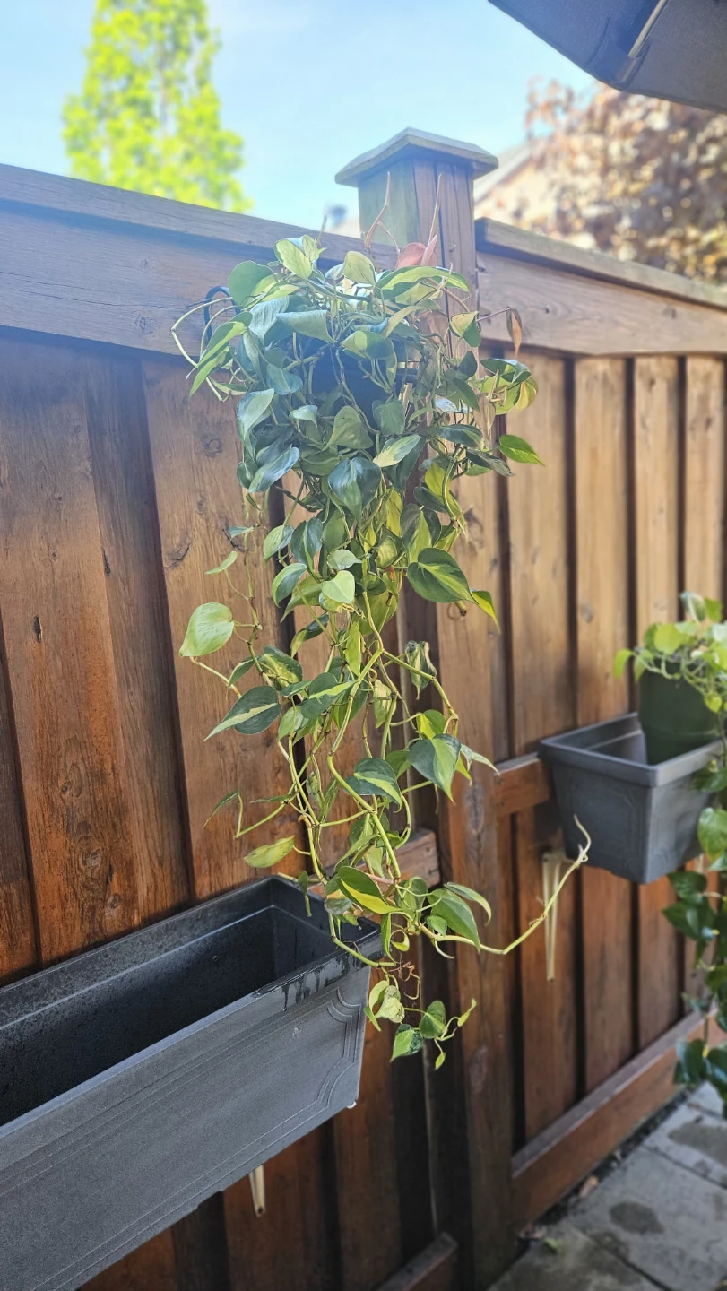 Philodendron Brasil Plant in Hanging Pot - photo 2