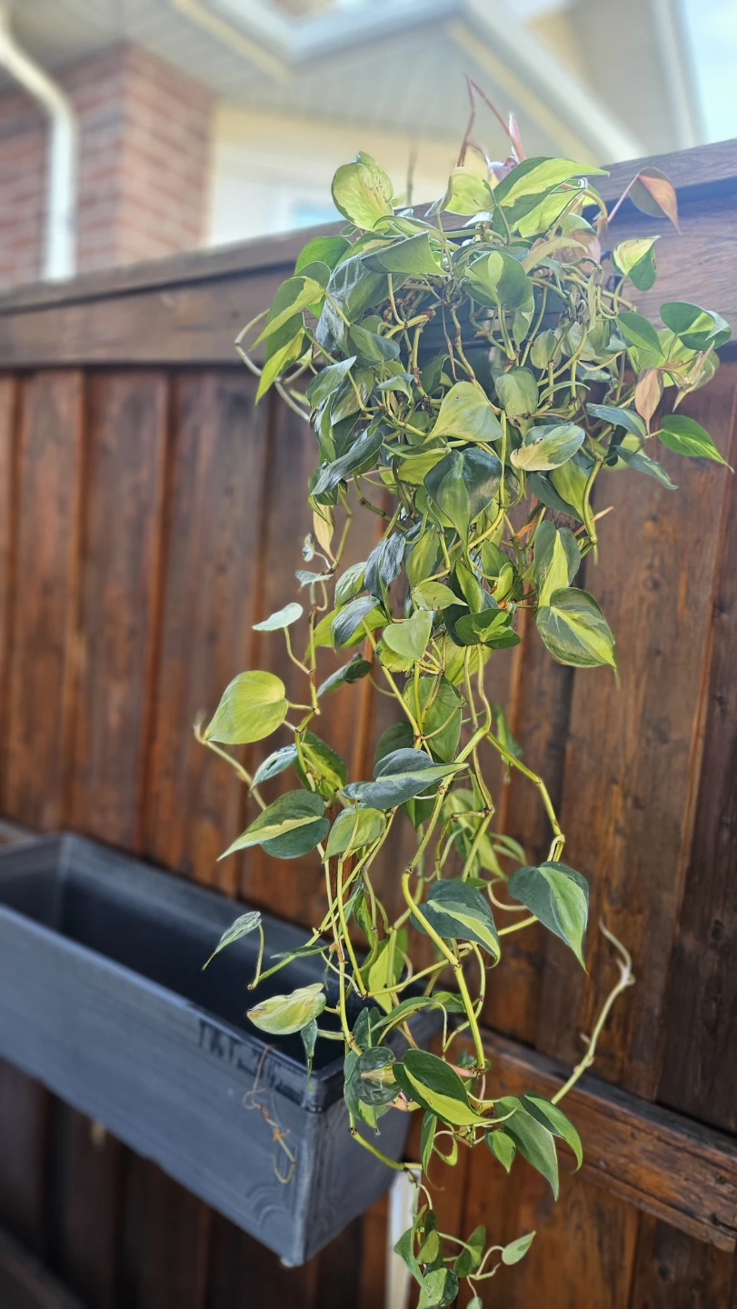 Philodendron Brasil Plant in Hanging Pot - photo 3