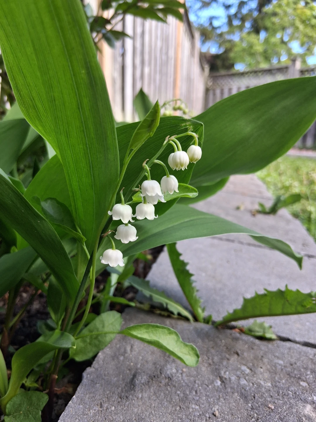 Lily of the Valley plant - photo 2