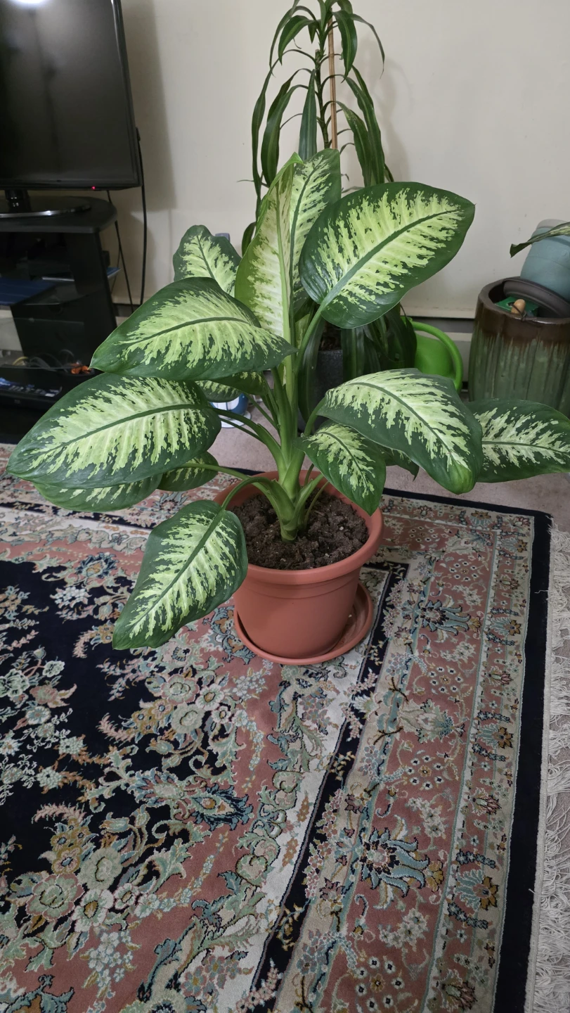 Dieffenbachia (Dumb Cane) Plant - Large (32"+) for Sale