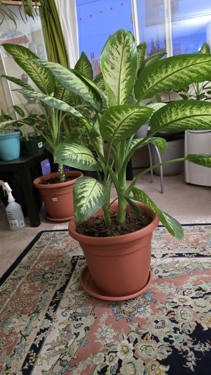 Dieffenbachia (Dumb Cane) Plant - Large (32"+) for Sale - photo 2