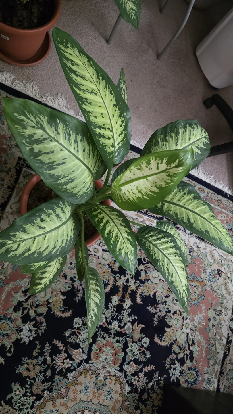 Dieffenbachia (Dumb Cane) Plant - Large (32"+) for Sale - photo 3