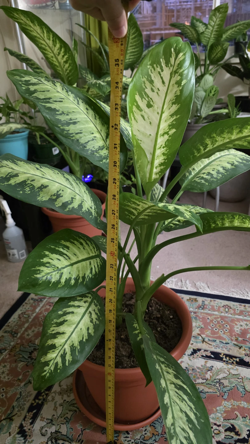 Dieffenbachia (Dumb Cane) Plant - Large (32"+) for Sale - photo 4