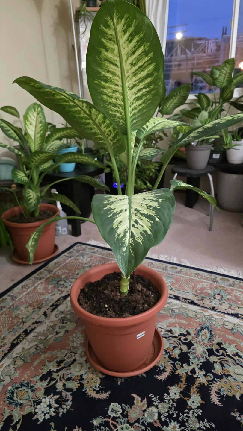 Dieffenbachia (Dumb Cane) Plant - Large (32"+) for Sale - photo 5