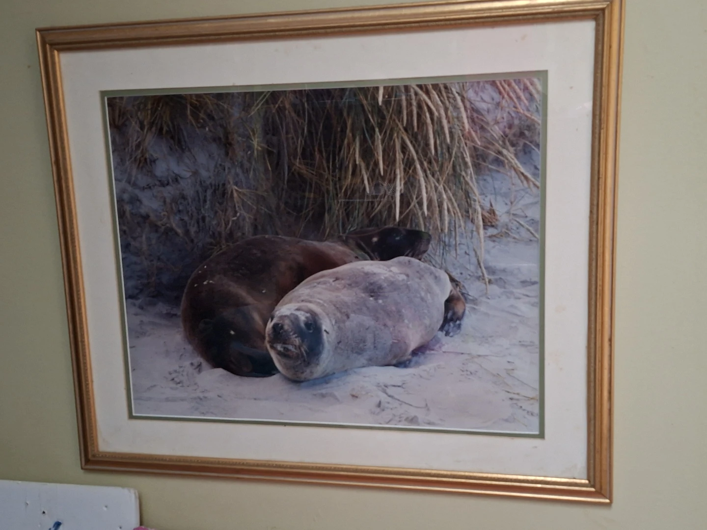 Framed Print of Seals on Beach