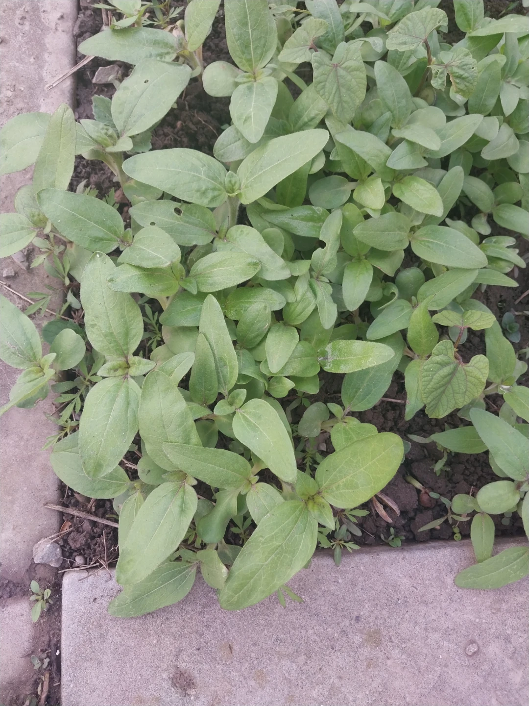 Young Sunflower Seedlings