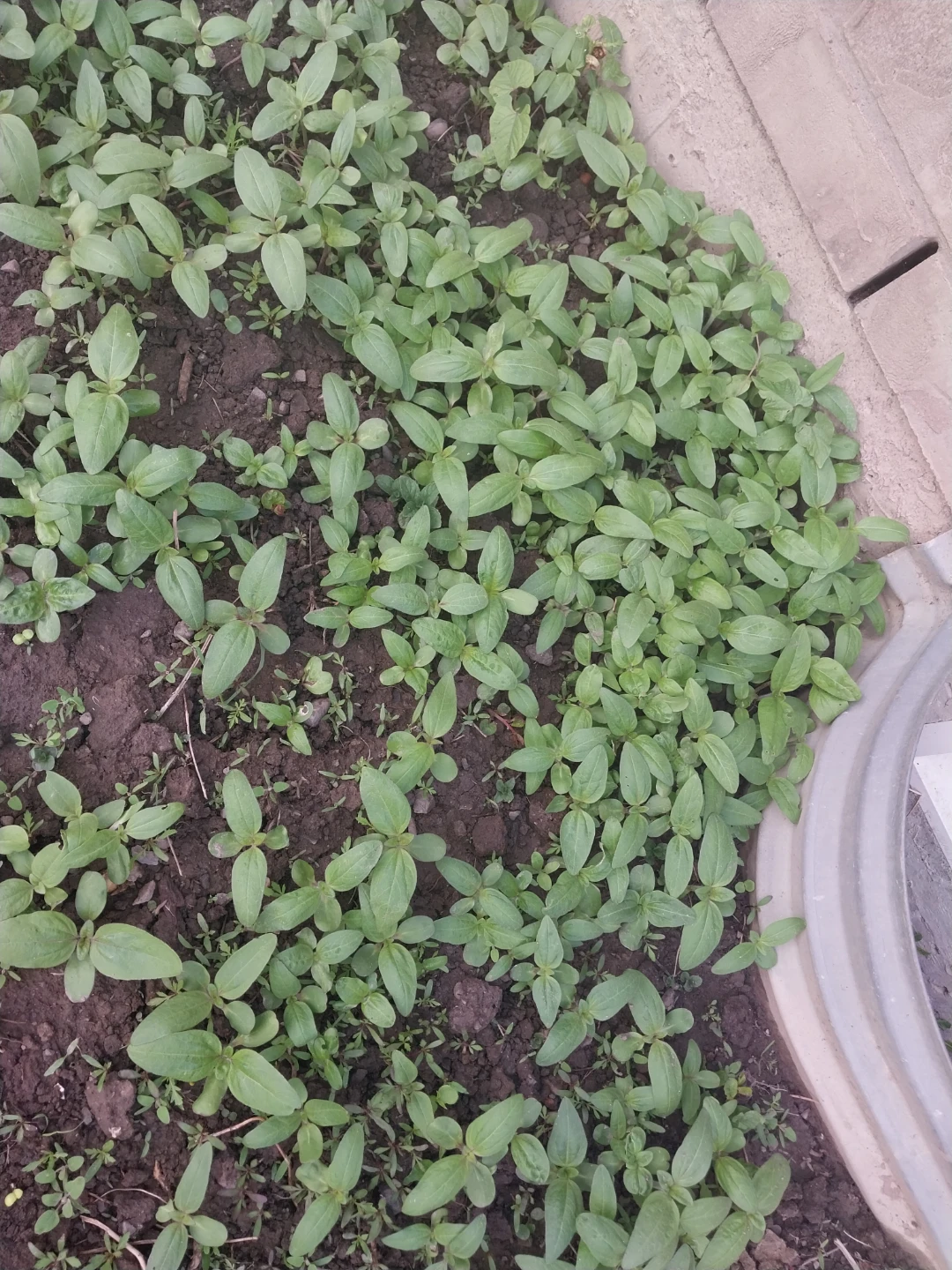 Young Sunflower Seedlings - photo 2