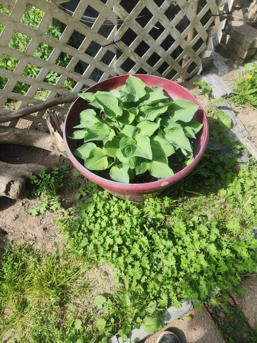 2 Large Hosta Plants in lrg Red Pots