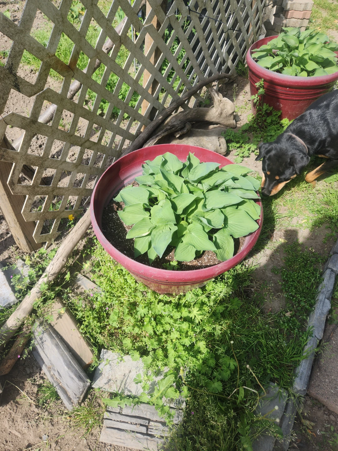 2 Large Hosta Plants in lrg Red Pots - photo 2