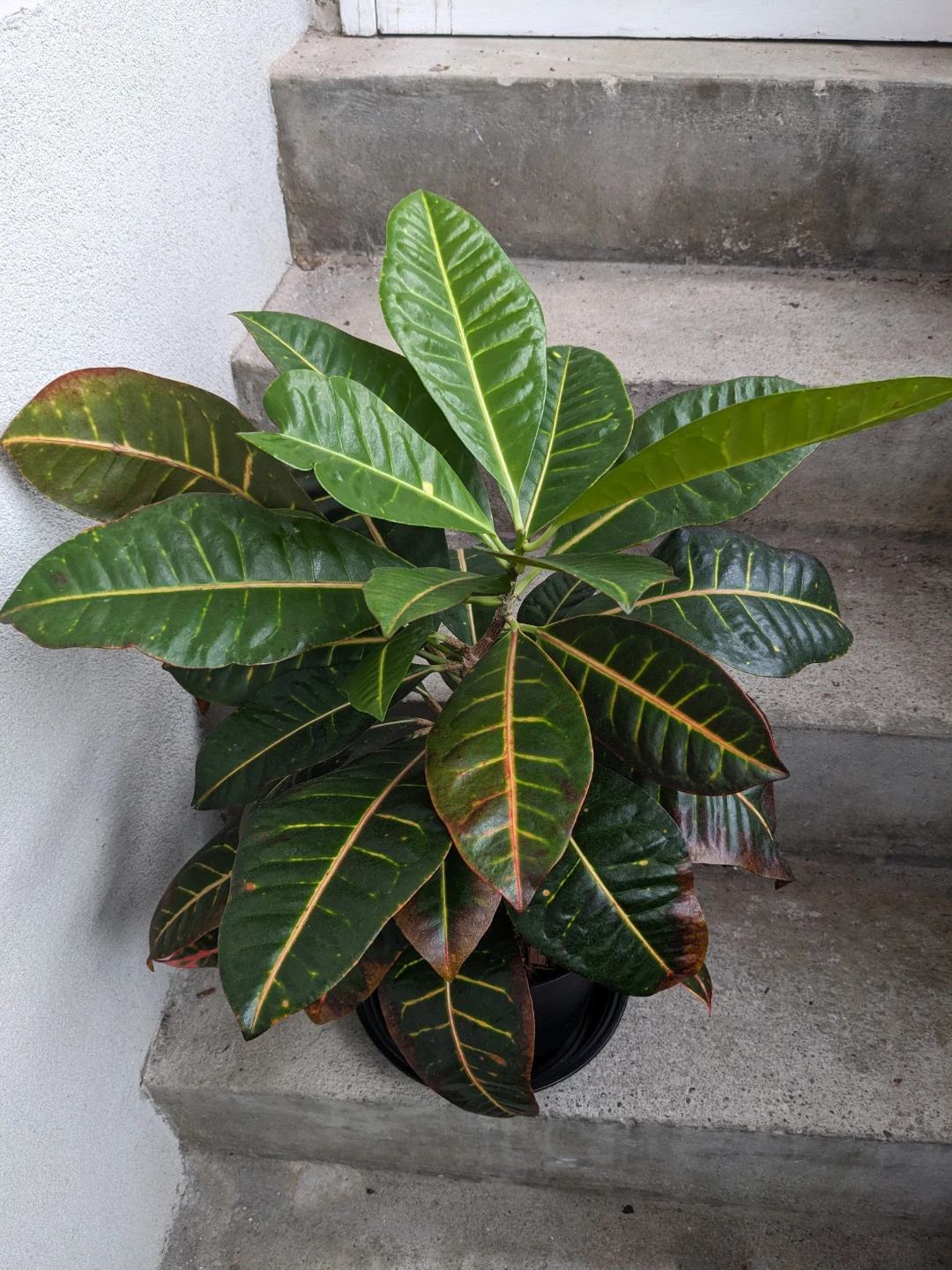 Big healthy Croton Codiaeum plant