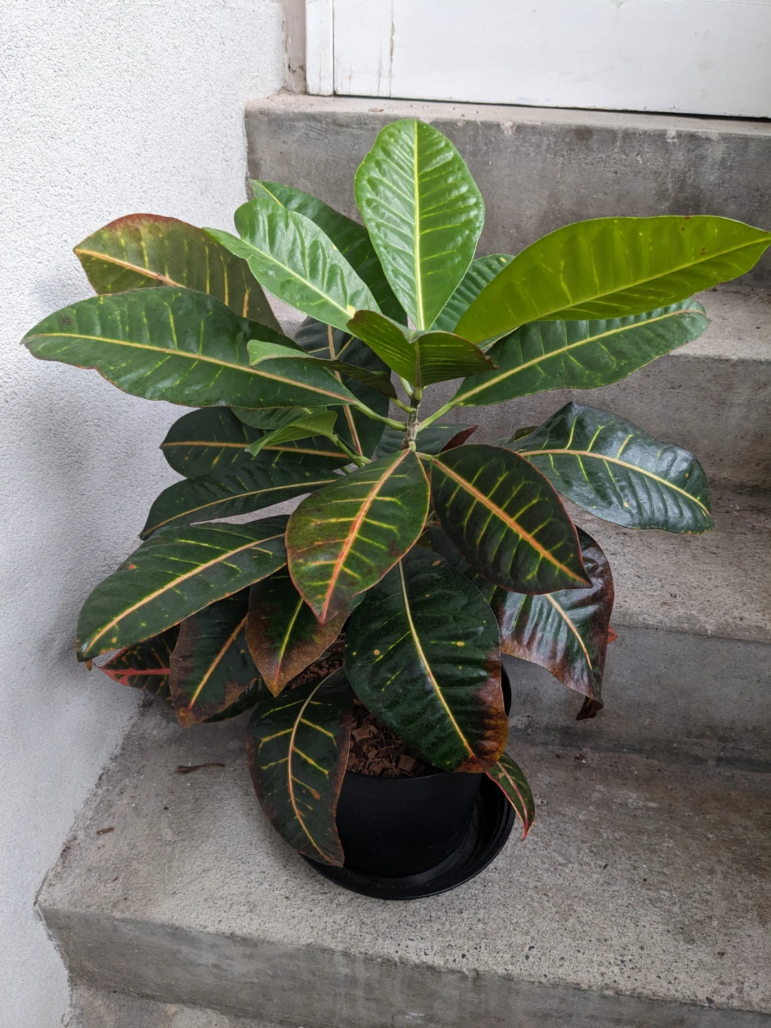 Big healthy Croton Codiaeum plant - photo 2