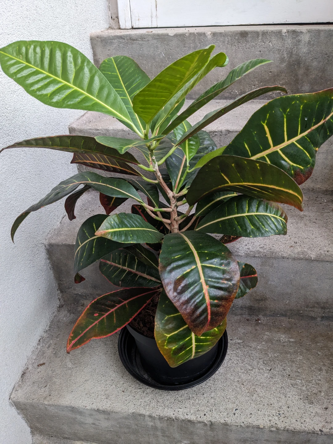 Big healthy Croton Codiaeum plant - photo 3
