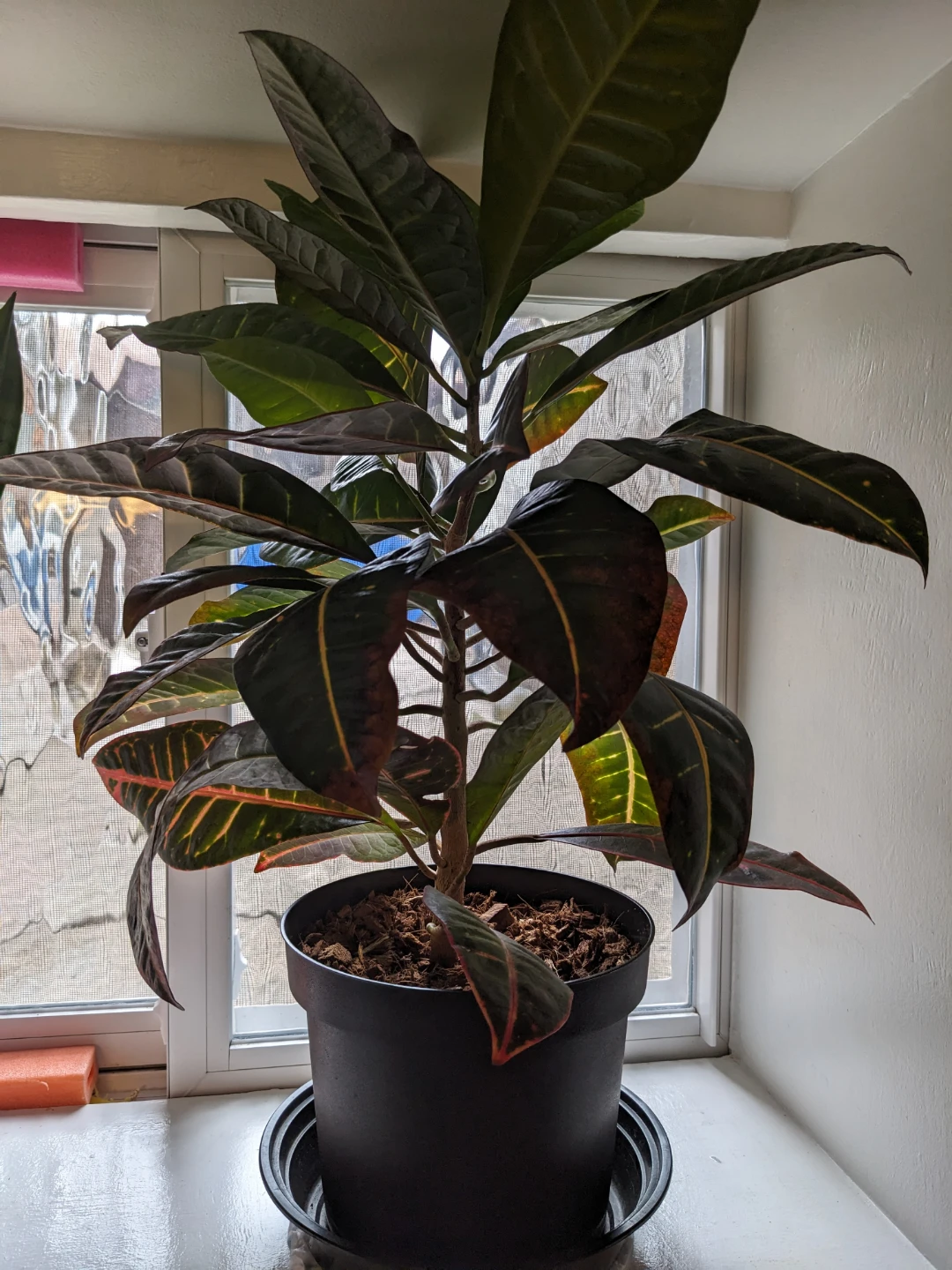 Big healthy Croton Codiaeum plant - photo 4