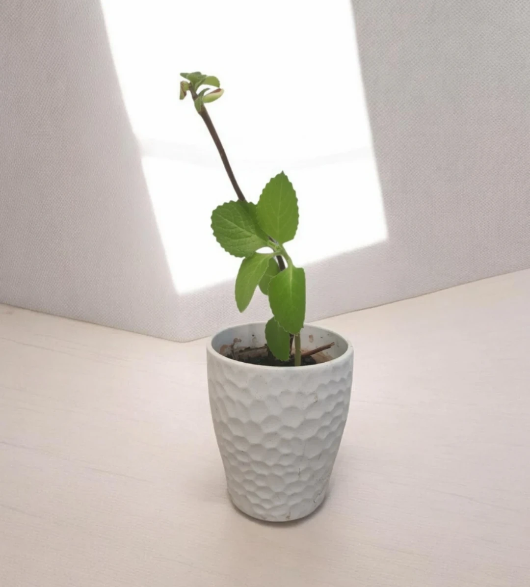 Cuban oregano plant in white pot