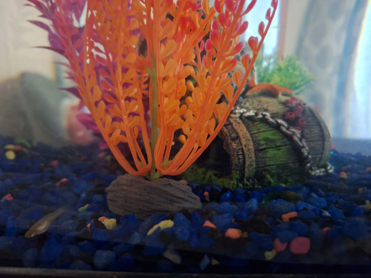 Assorted female and male tricolor guppies - photo 2