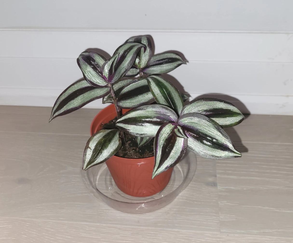 Silver Inch Plant