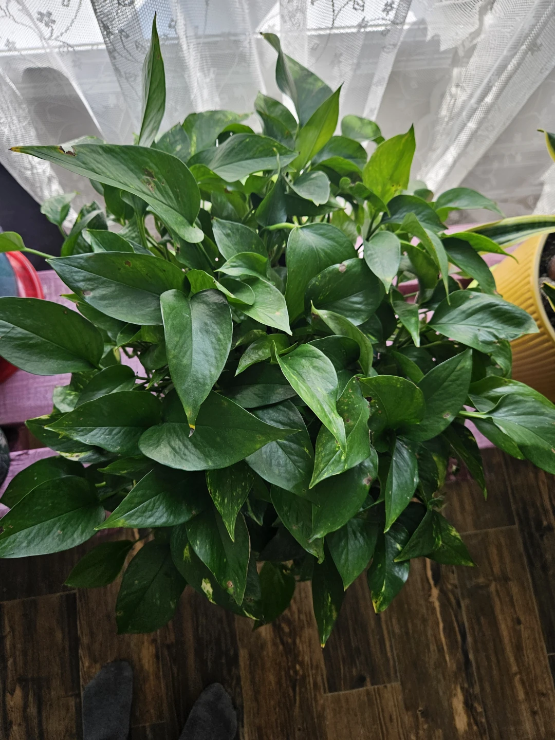 Pothos Plant in Decorative Teal Pot