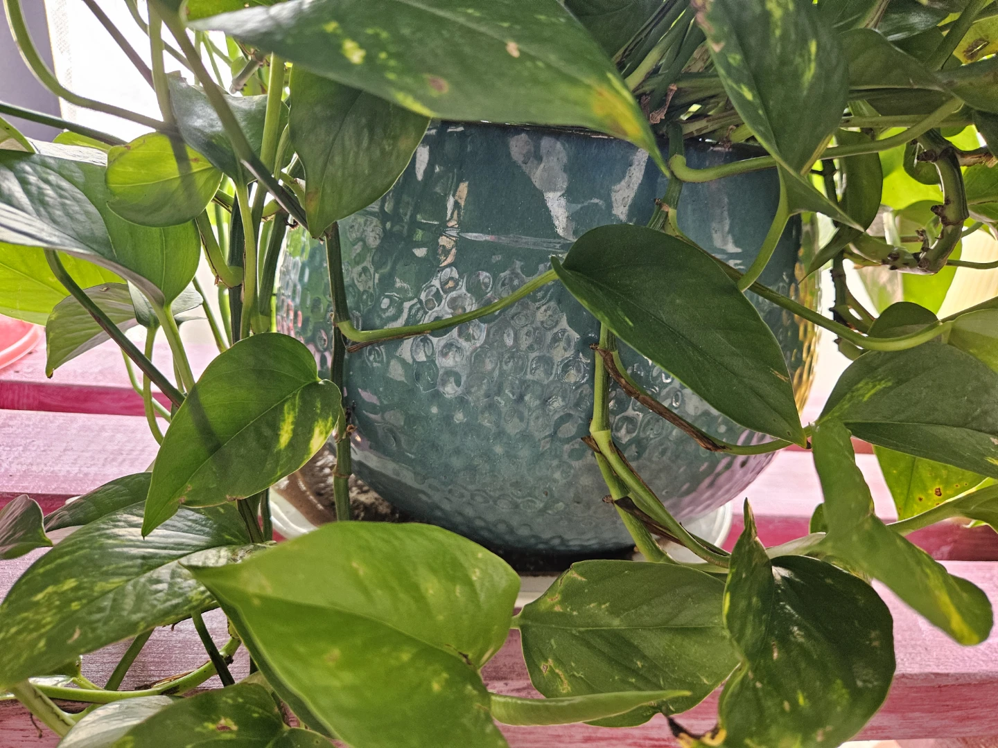 Pothos Plant in Decorative Teal Pot - photo 2